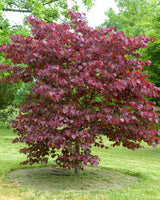 Stunning Forest Pansy Redbud Tree