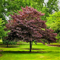 A Forest Pansy Redbud tree with heart-shaped, burgundy to purple leaves, and a cluster of pink to purple flowers on a bright red stem in the spring.