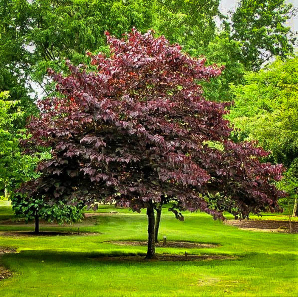 Buy Forest Pansy Redbud Trees online at TN Nursery 