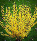 Forsythia Shrub