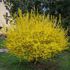 Buy 1 get 1 free sale on Forsythia Plant online at TN Nursery