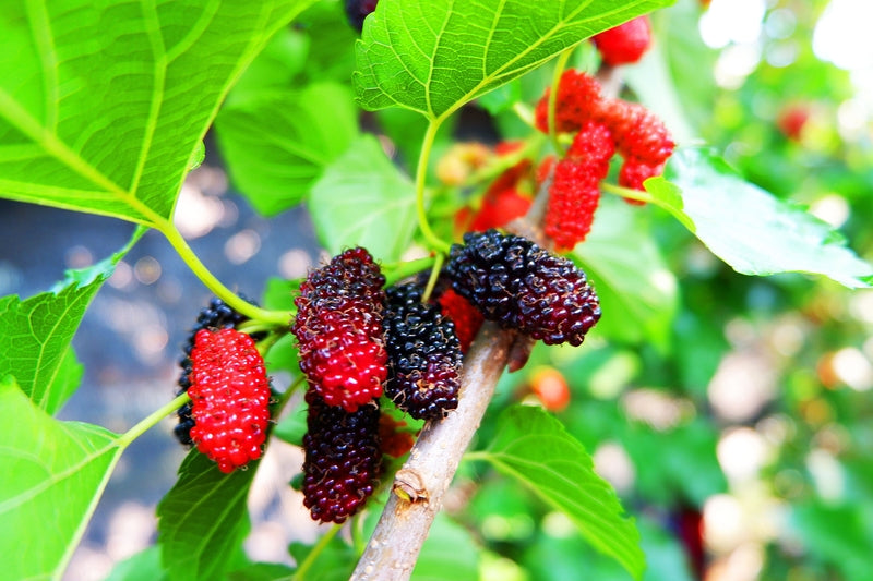 Mulberry Tree