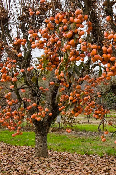 A Fuyu Persimmon Tree with orange fruits hanging from its branches, set against a grassy background.
