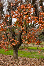 Shop Fuyu Persimmon trees online at TN Nursery