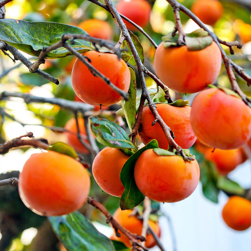 Shop sale on Fuyu Persimmon Trees online at TN Nursery 