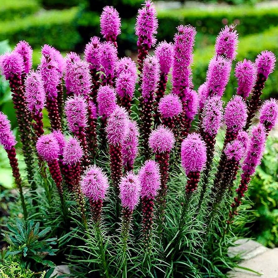 Shop buy 1 get 1 free sale on Gayfeather Liatris at TN Nursery 