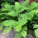 Shop sale on Giant Ostrich Fern online at TN Nursery