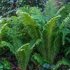 Buy 1 get 1 free sale on Giant Ostrich Fern online at TN Nursery