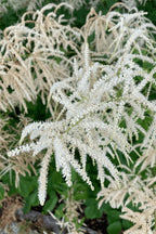 Goats Beard Plant For sale - TN Nursery