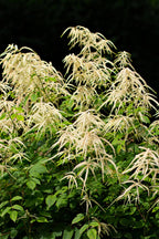 Goats Beard Plant For sale - TN Nursery