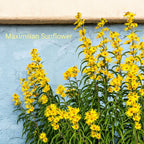 Golden Glow Trio: vibrant yellow maximilian sunflowers on blue wall