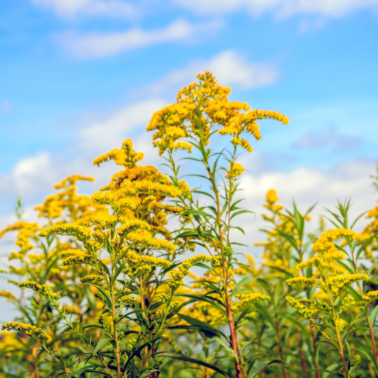 Shop Golden Rod Plant online at TN Nursery