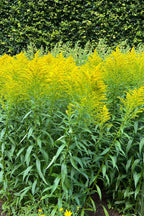 Buy 1 get 1 free sale on Golden Rod Plant online at TN Nursery 
