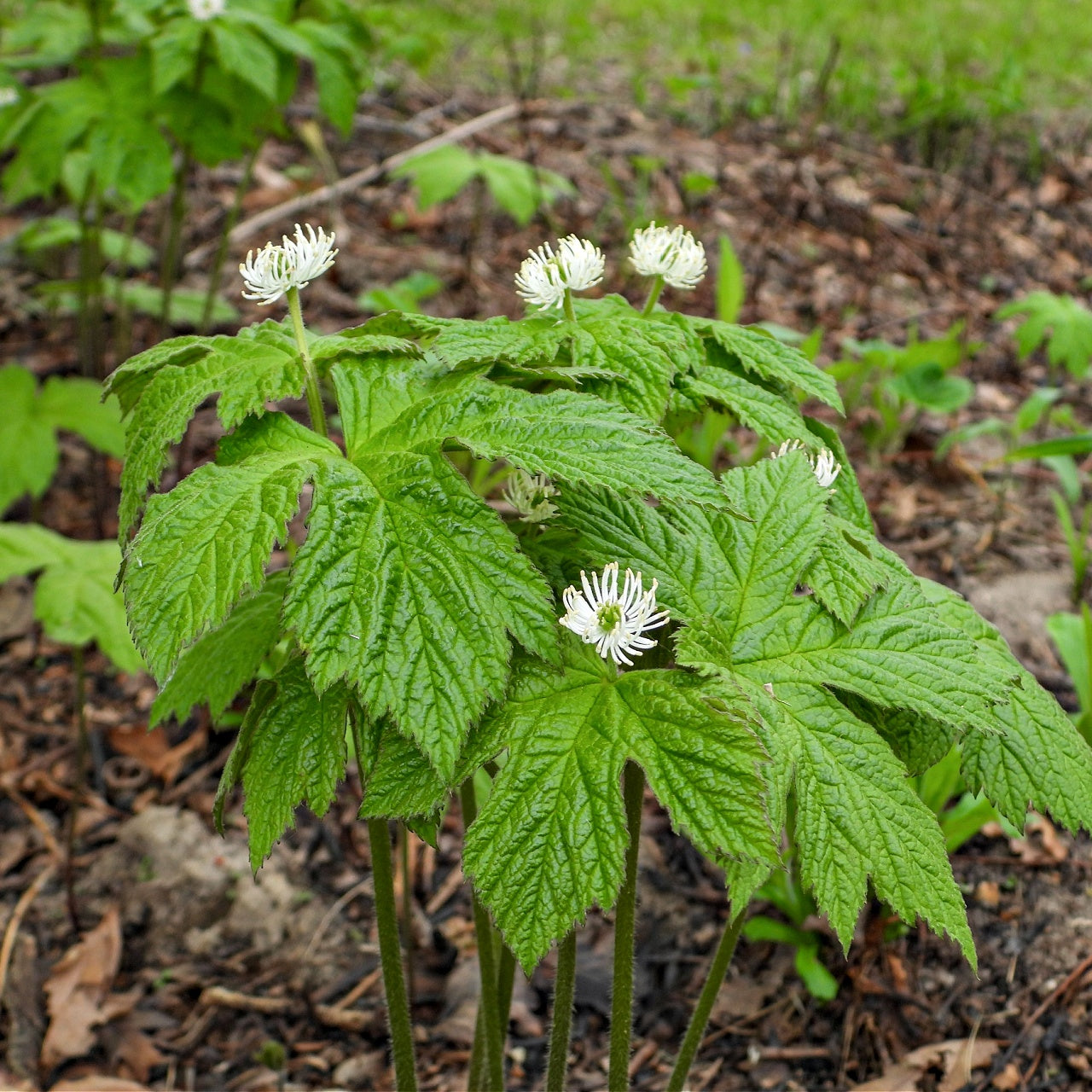 Shop Goldenseal Plant online at TN Nursery