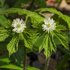 Buy 1 get 1 free sale on Goldenseal Plant online at TN Nursery
