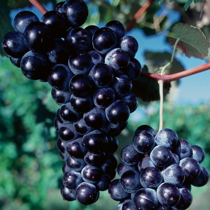 Buy 1 get 1 free sale on Grape Vine online at TN Nursery 