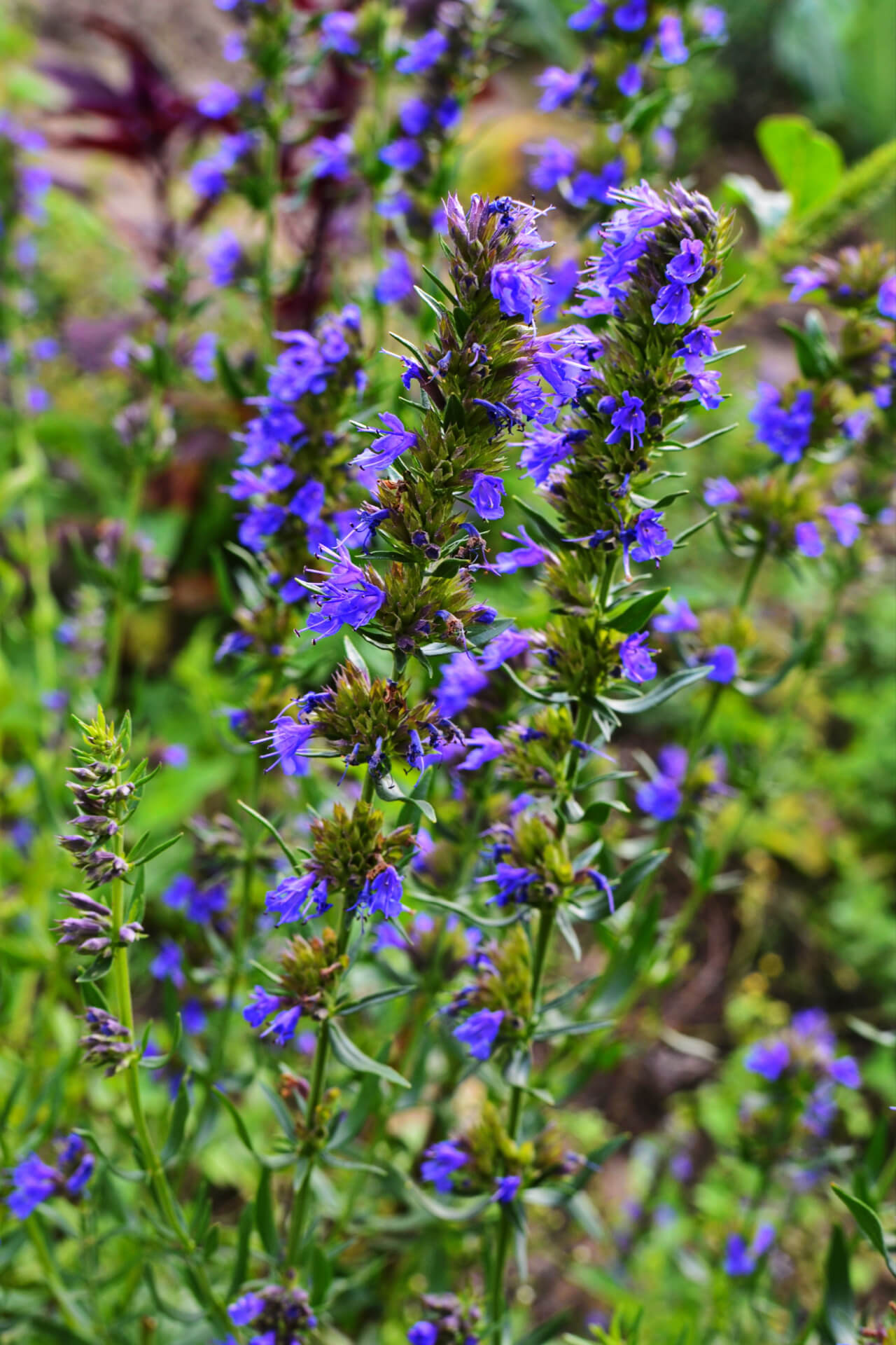 Shop Great Blue Lobelia Plant online at TN Nursery