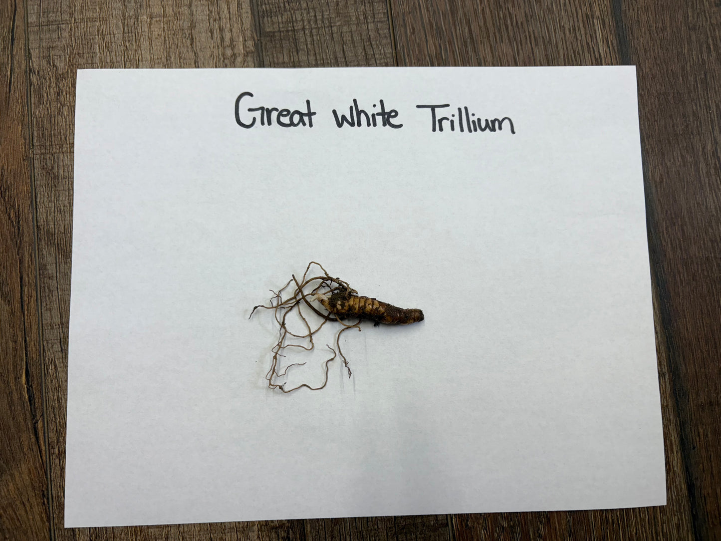 Small plant specimen labeled 'Great White Trillium' on a white card with a wooden surface background.