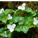 Great White Trillium