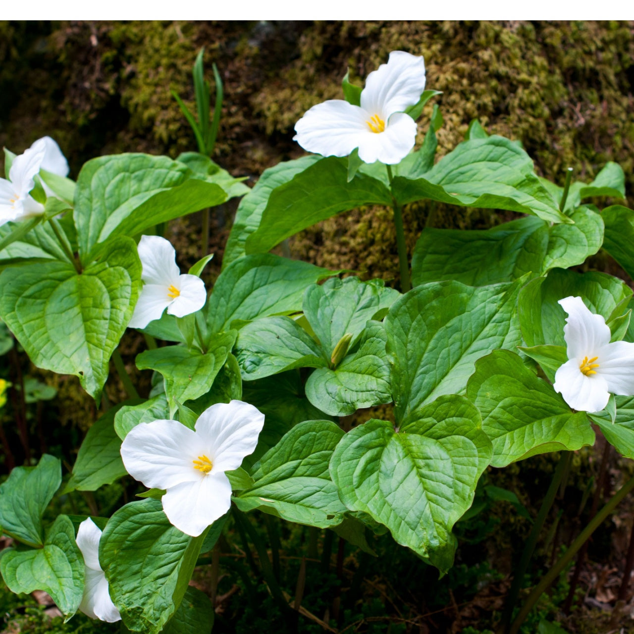 Shop Great White Trillium online at TN Nursery