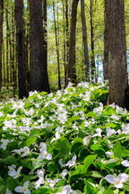 Buy Great White Trillium online at TN Nursery