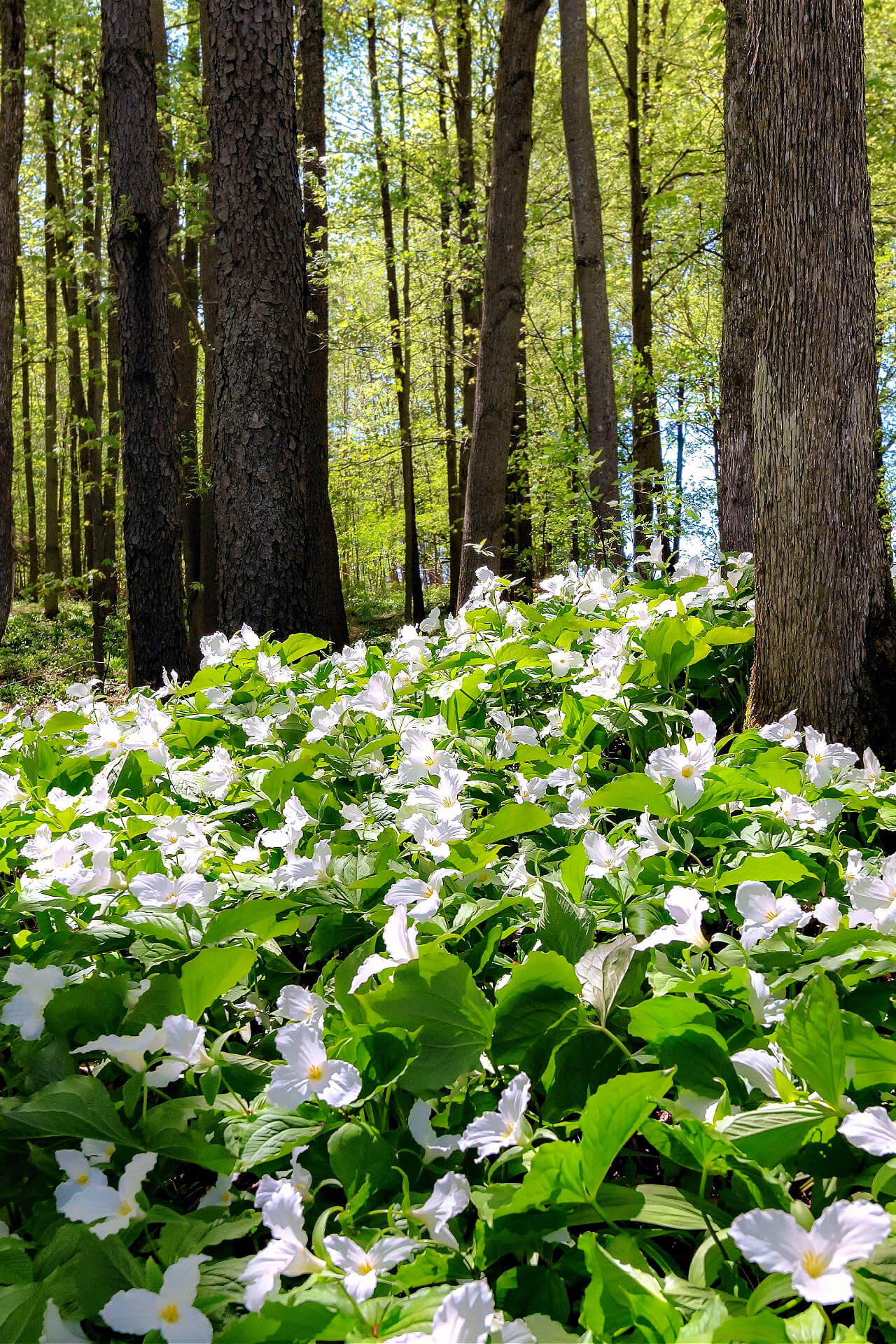 Buy Great White Trillium online at TN Nursery