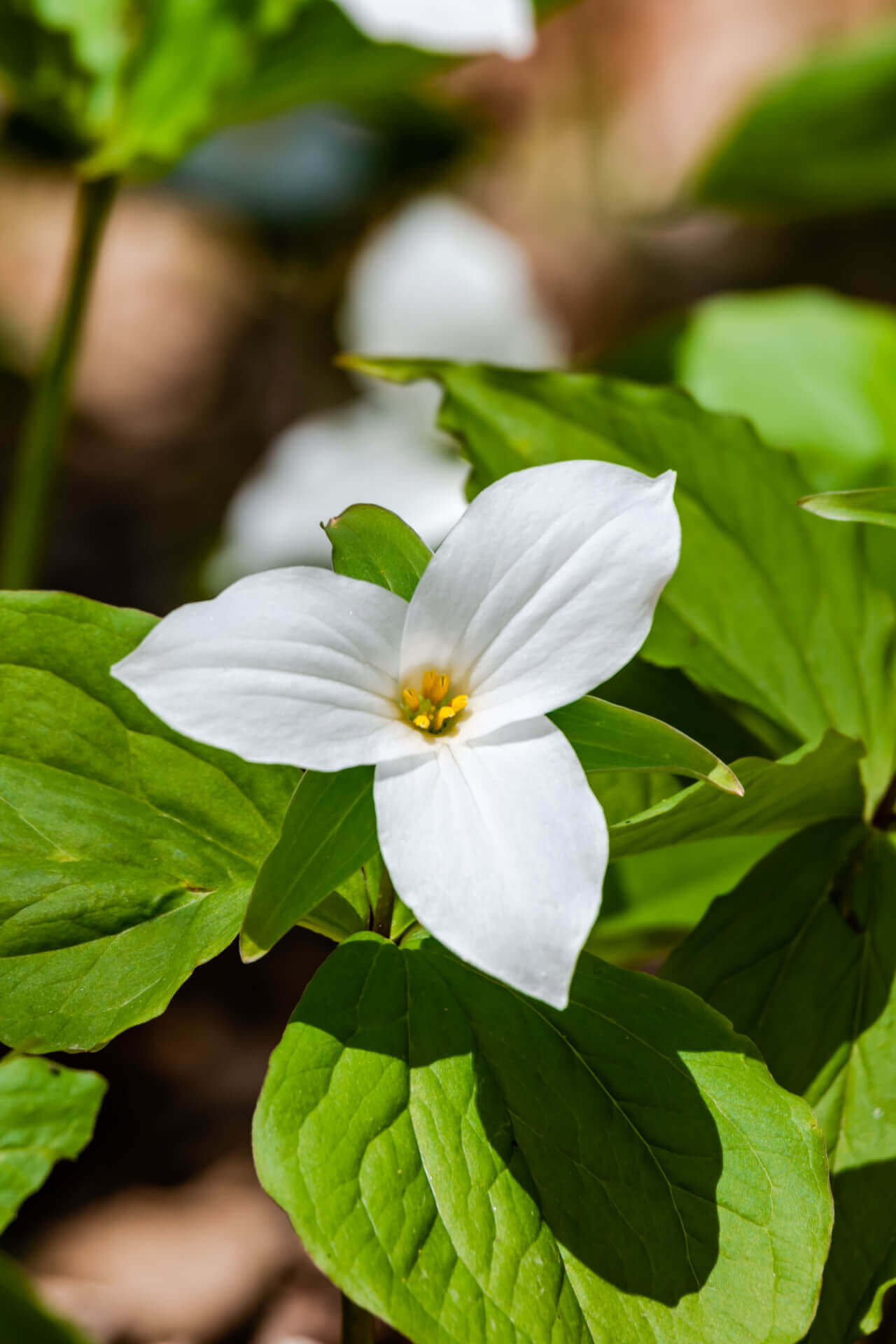 Buy 1 get 1 free sale on Great White Trillium online at TN Nursery