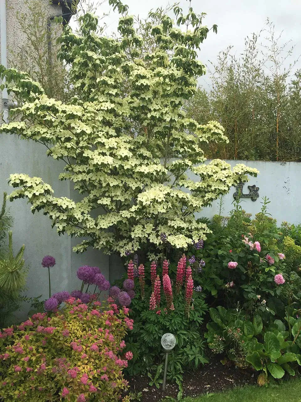 Kousa Dogwood Tree With Flowering Shrubs