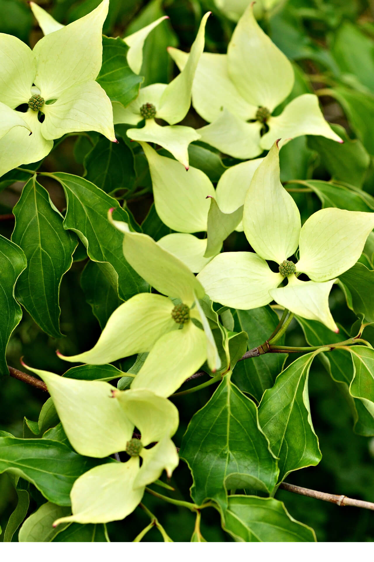 Buy 1 get 1 free sale on Greensleeves Kousa Dogwood Tree online at TN Nursery 