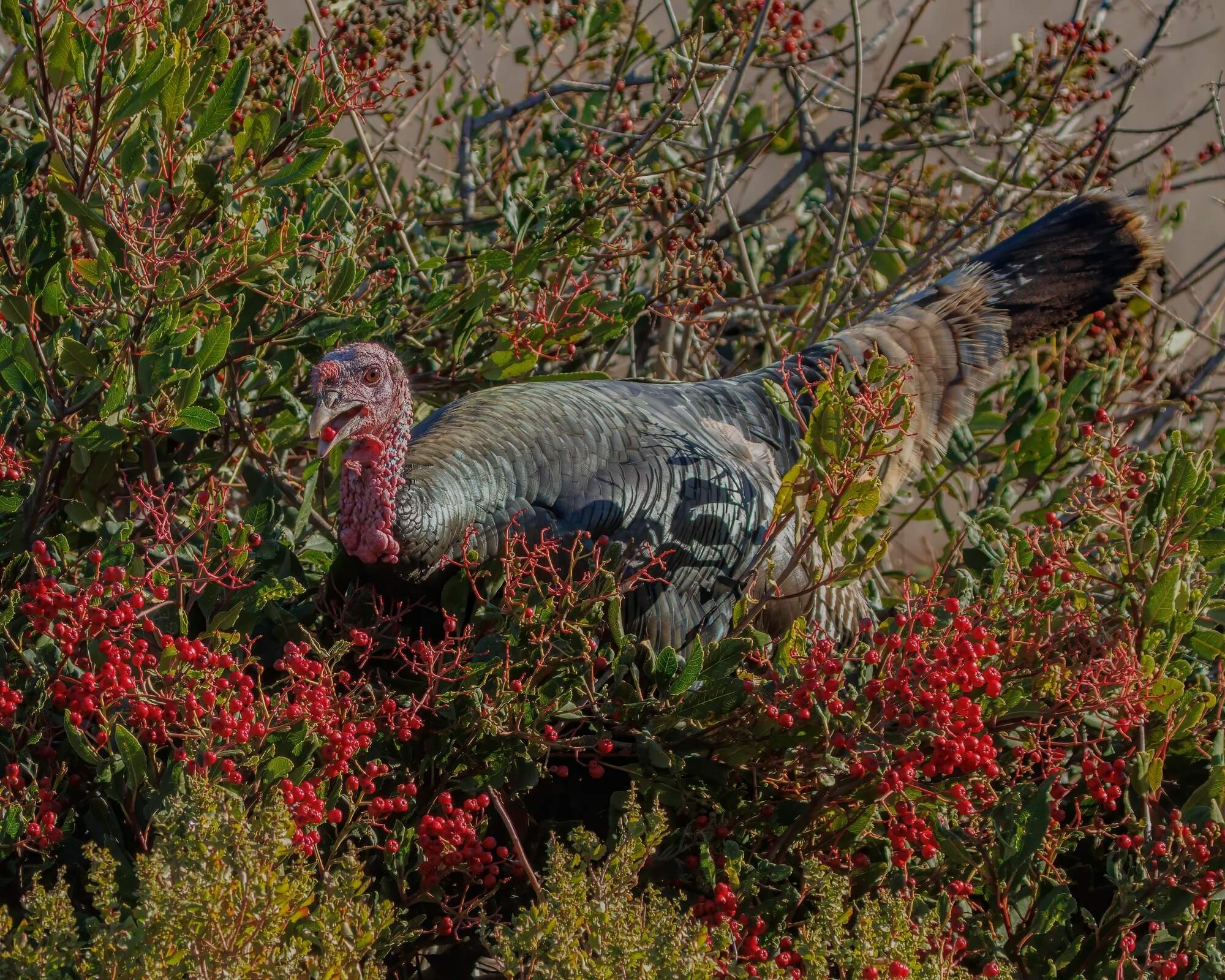 Turkey among Shrubs with red berries