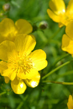 Buy 1 get 1 free sale on Hairy Buttercup Plant online at TN Nursery 