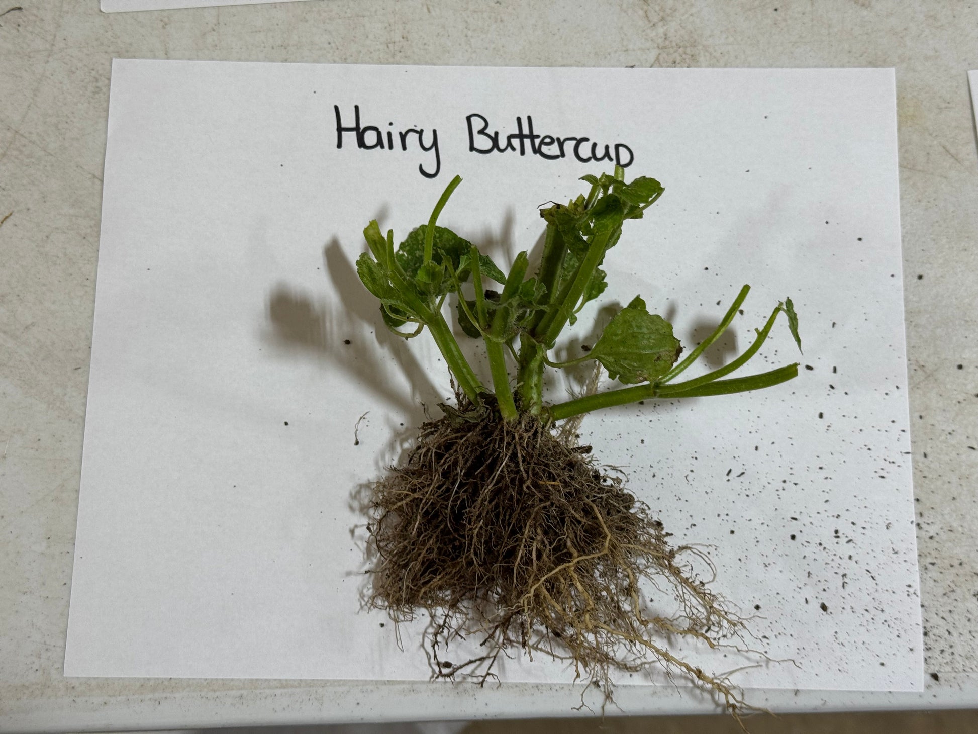 Hairy buttercup plant with roots on a white paper label