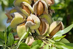 Buy Hall's Hardy Almond Tree online at TN Nursery 