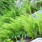 Shop Hay Scented Fern online at TN Nursery
