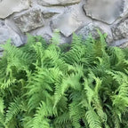 Shop sale on Hay Scented Fern online at TN Nursery