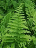 Buy 1 get 1 free sale on Hay Scented Fern online at TN Nursery