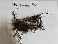 Hay scented fern with roots on a white background