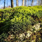 Buy Hedwigia Ciliate Moss online at TN Nursery