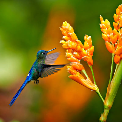 Hummingbird hovering near orange perennial  flowers with a blurred green and brown background