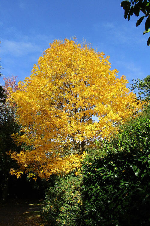 Stunning Yellow Hickory Tree With Bright Yellow Leaves