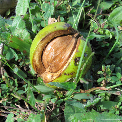 Hickory Tree Nut