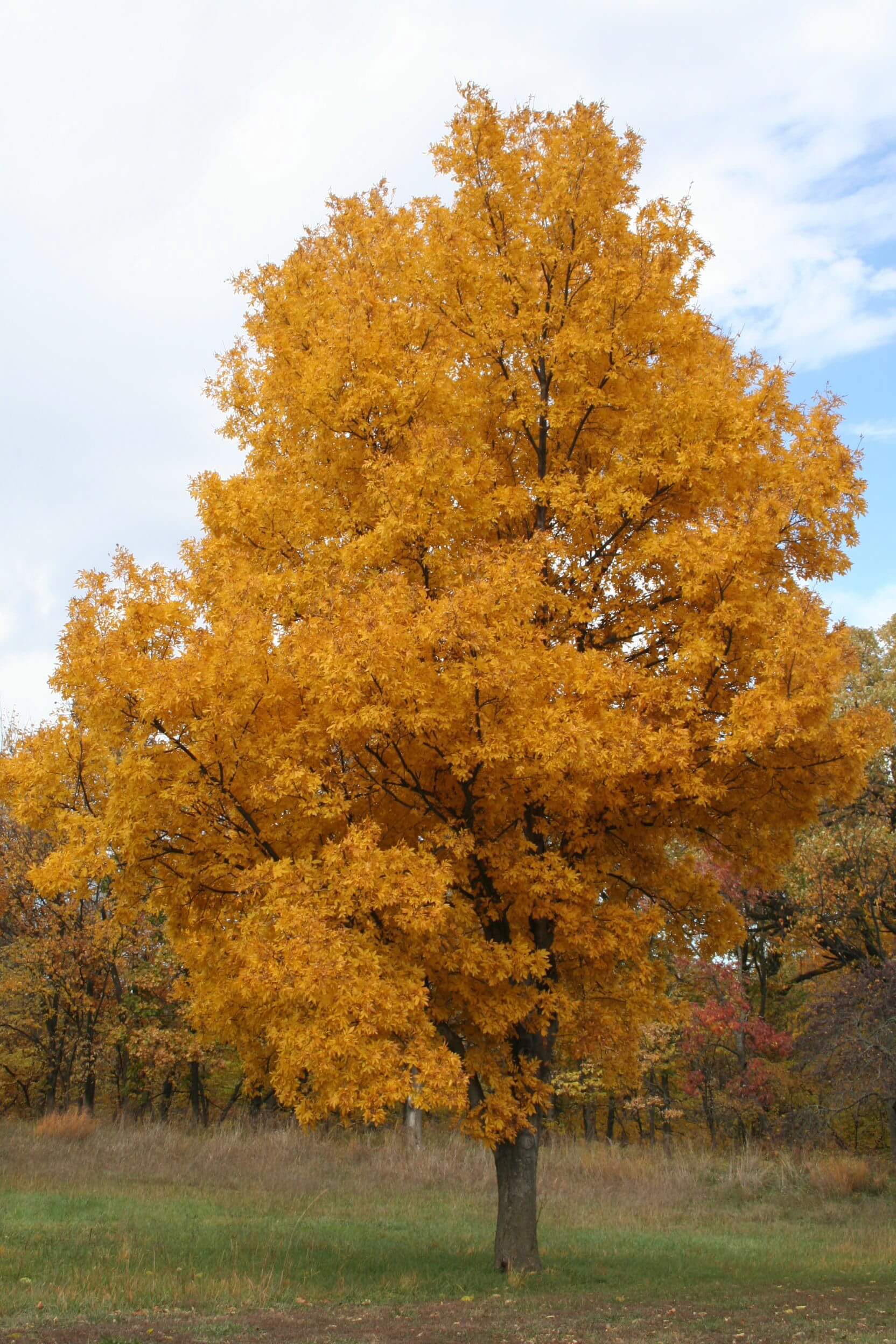 Buy Hickory Tree online at TN Nursery 