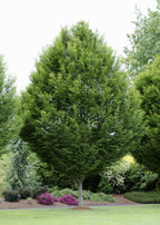 Shop Hornbeam Tree online at TN Nursery