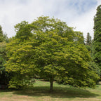 Buy Hornbeam Tree online at TN Nursery