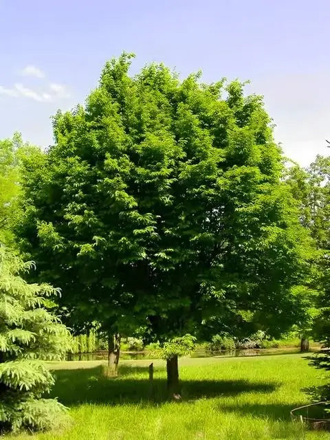 Buy 1 get 1 free sale on Hornbeam Tree online at TN Nursery