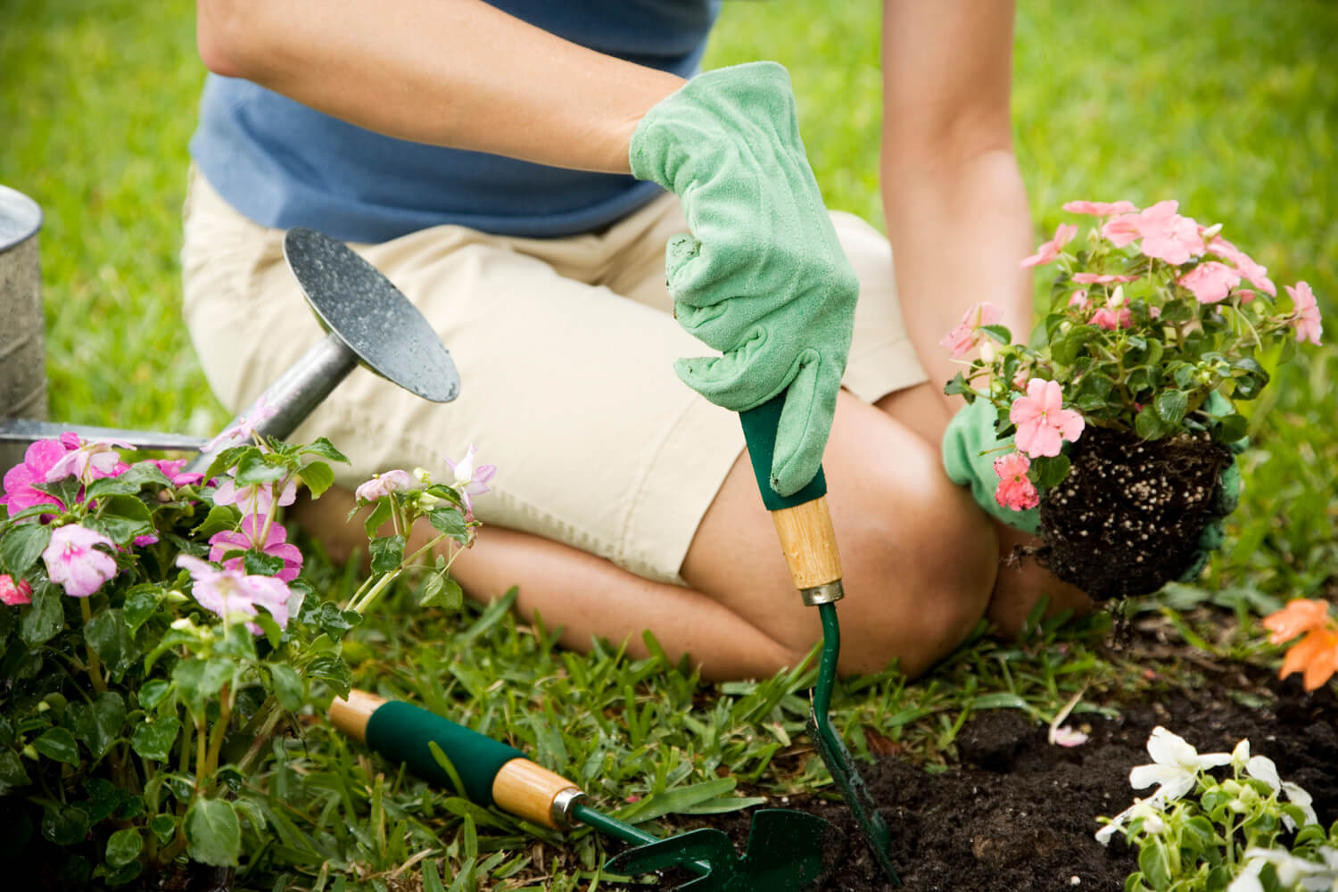 A person perennial gardening with tools and plants on a grassy area