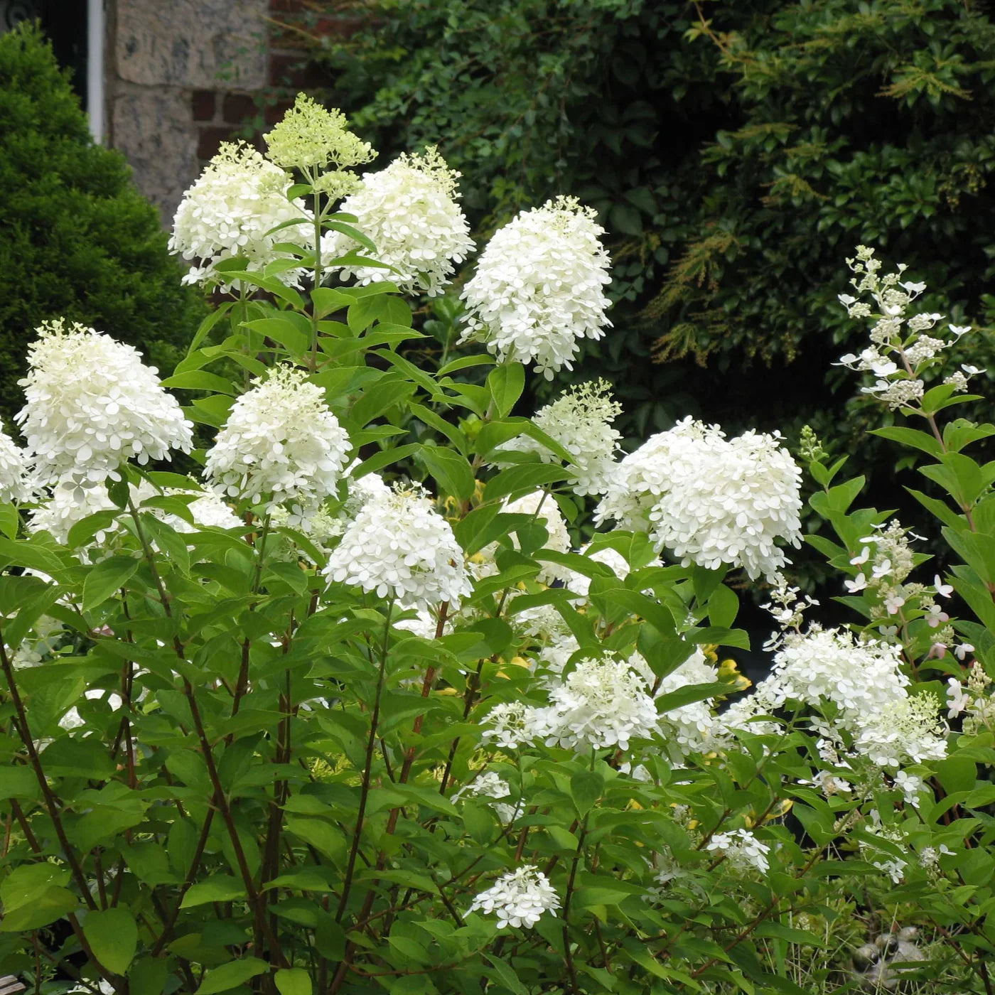 Shop Hydrangea Plant online at TN Nursery