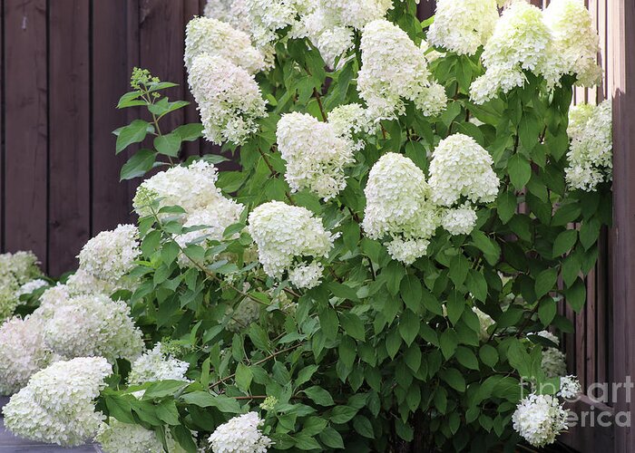 Buy 1 get 1 free sale on Hydrangea Plant online at TN Nursery