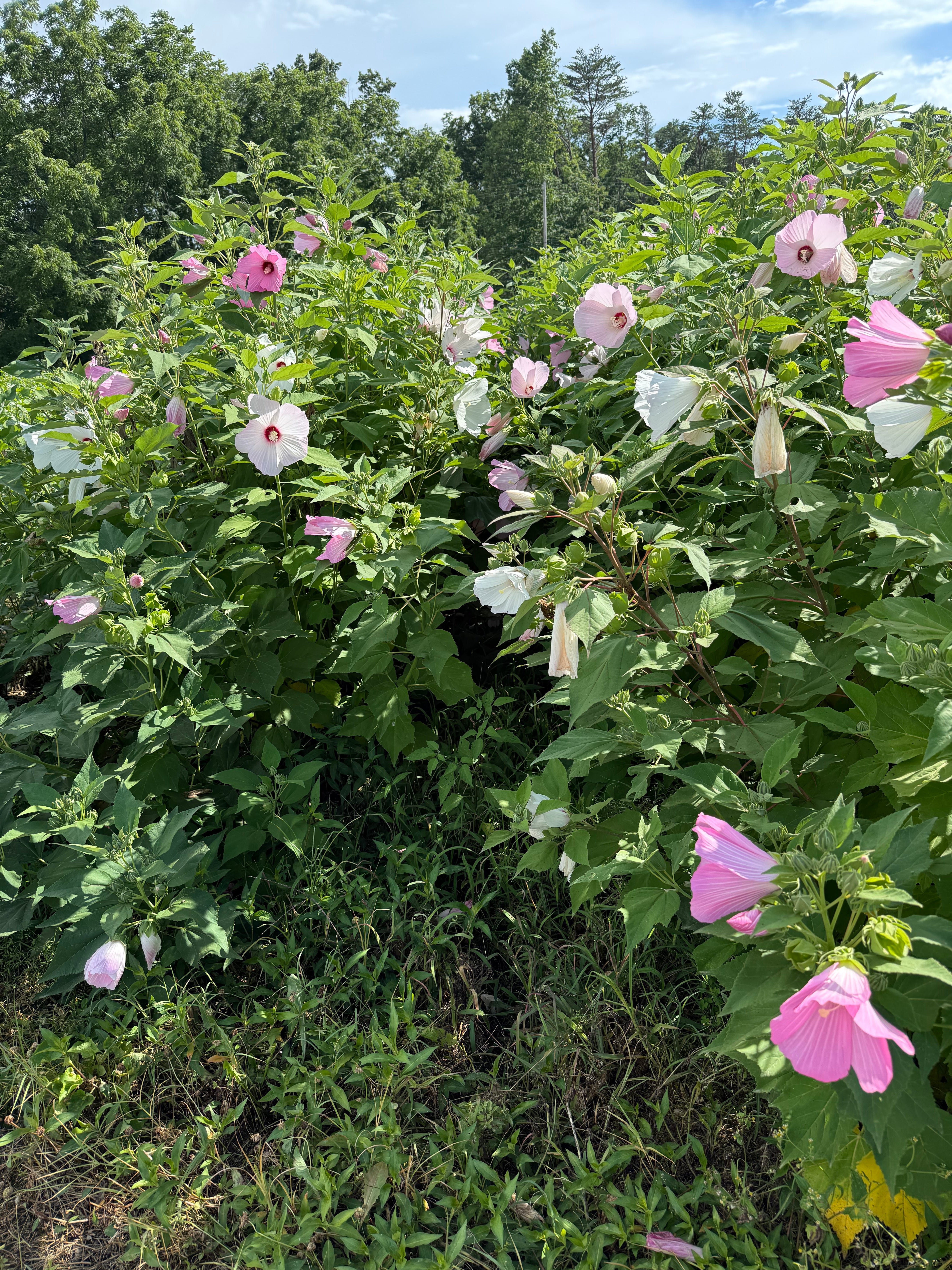 Swamp Rose Mallow