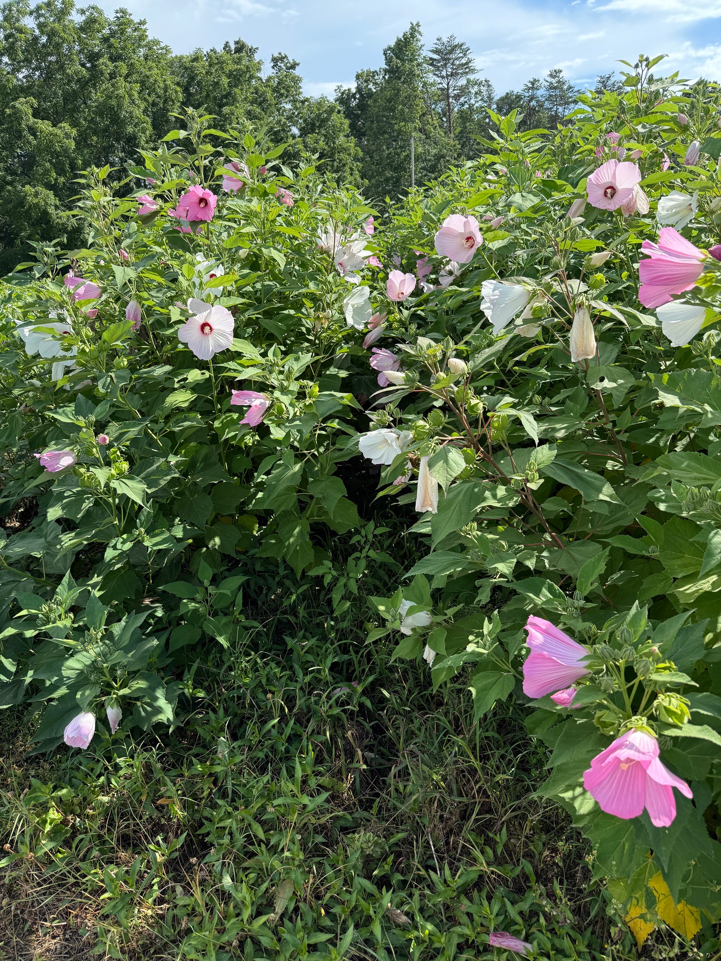 Swamp rose mallow with green leaves against a natural background